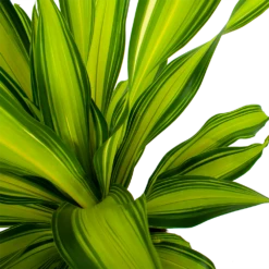 Dracaena Charley - Drakenbloedboom - P24 H95 - Kamerplant -FloraHome Verkoopwinkel dracaena charley drakenbloedboom p24 h95 5