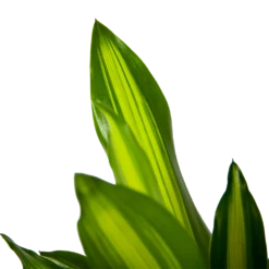 Dracaena Cintho - Op Stam - Drakenbloedboom - P21 H100 - Kamerplant 8 Dracaena Cintho - Op Stam - Drakenbloedboom - P21 H100 - Kamerplant -FloraHome Verkoopwinkel dracaena cintho op stam drakenbloedboom p21 h100 6 1