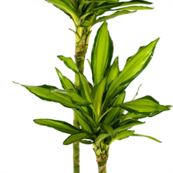Dracaena Cintho - Op Stam - Drakenbloedboom - P24 H150 - Kamerplant -FloraHome Verkoopwinkel dracaena cintho op stam drakenbloedboom p24 h150 5 1