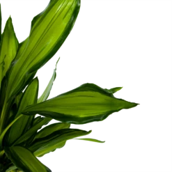 Dracaena Cintho - Op Stam - Drakenbloedboom - P24 H150 - Kamerplant -FloraHome Verkoopwinkel dracaena cintho op stam drakenbloedboom p24 h150 6 1