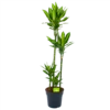 Dracaena Cintho - Op Stam - Drakenbloedboom - P27 H150 - Kamerplant