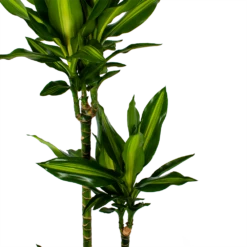 Dracaena Cintho - Op Stam - Drakenbloedboom - P27 H150 - Kamerplant -FloraHome Verkoopwinkel dracaena cintho op stam drakenbloedboom p27 h150 5 1