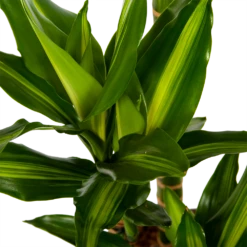 Dracaena Cintho - Op Stam - Drakenbloedboom - P27 H150 - Kamerplant -FloraHome Verkoopwinkel dracaena cintho op stam drakenbloedboom p27 h150 6 1