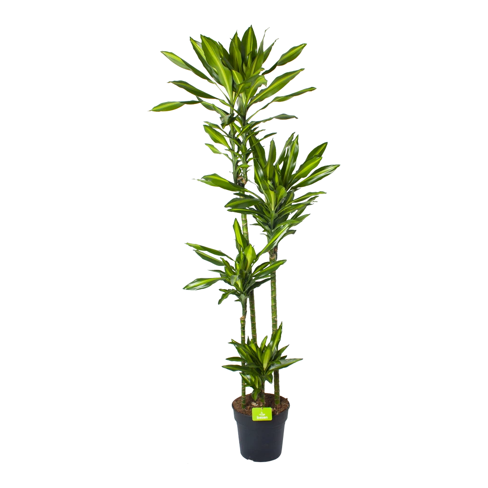 Dracaena Cintho - Op Stam - Drakenbloedboom - P27 H190 - Kamerplant 3 Dracaena Cintho - Op Stam - Drakenbloedboom - P27 H190 - Kamerplant