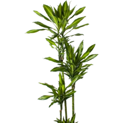 Dracaena Cintho - Op Stam - Drakenbloedboom - P27 H190 - Kamerplant 7 Dracaena Cintho - Op Stam - Drakenbloedboom - P27 H190 - Kamerplant -FloraHome Verkoopwinkel dracaena cintho op stam drakenbloedboom p27 h190 5