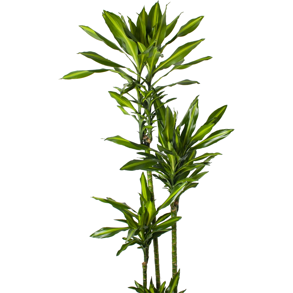 Dracaena Cintho - Op Stam - Drakenbloedboom - P27 H190 - Kamerplant 4 Dracaena Cintho - Op Stam - Drakenbloedboom - P27 H190 - Kamerplant - Afbeelding 2