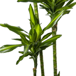 Dracaena Cintho - Op Stam - Drakenbloedboom - P27 H190 - Kamerplant 8 Dracaena Cintho - Op Stam - Drakenbloedboom - P27 H190 - Kamerplant -FloraHome Verkoopwinkel dracaena cintho op stam drakenbloedboom p27 h190 6