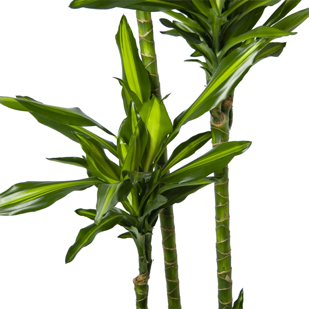 Dracaena Cintho - Op Stam - Drakenbloedboom - P27 H190 - Kamerplant 5 Dracaena Cintho - Op Stam - Drakenbloedboom - P27 H190 - Kamerplant - Afbeelding 3
