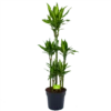 Dracaena Cintho - Op Stam - Drakenbloedboom - P31 H150 - Kamerplant -FloraHome Verkoopwinkel dracaena cintho op stam drakenbloedboom p31 h150 1 1