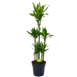 Dracaena Cintho - Op Stam - Drakenbloedboom - P31 H150 - Kamerplant
