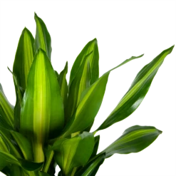 Dracaena Cintho - Op Stam - Drakenbloedboom - P31 H150 - Kamerplant -FloraHome Verkoopwinkel dracaena cintho op stam drakenbloedboom p31 h150 6 1