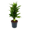 Dracaena Cintho - Vertakt - Drakenbloedboom - P21 H70 - Kamerplant 1 Dracaena Cintho - Vertakt - Drakenbloedboom - P21 H70 - Kamerplant -FloraHome Verkoopwinkel dracaena cintho vertakt drakenbloedboom p21 h70 1 1
