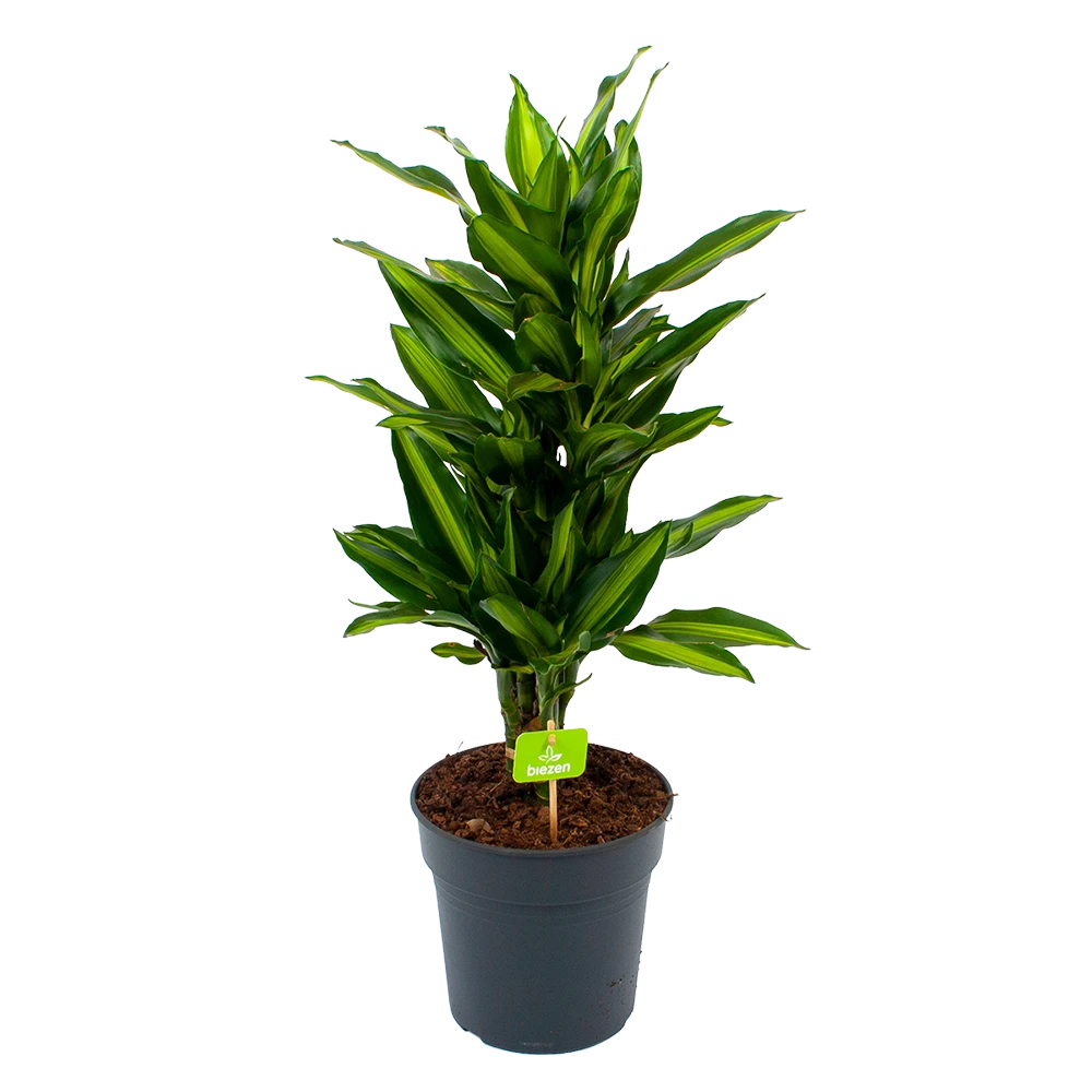Dracaena Cintho - Vertakt - Drakenbloedboom - P21 H70 - Kamerplant 3 Dracaena Cintho - Vertakt - Drakenbloedboom - P21 H70 - Kamerplant
