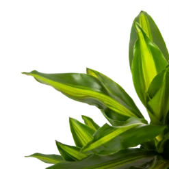Dracaena Cintho - Vertakt - Drakenbloedboom - P21 H70 - Kamerplant 6 Dracaena Cintho - Vertakt - Drakenbloedboom - P21 H70 - Kamerplant -FloraHome Verkoopwinkel dracaena cintho vertakt drakenbloedboom p21 h70 5 1