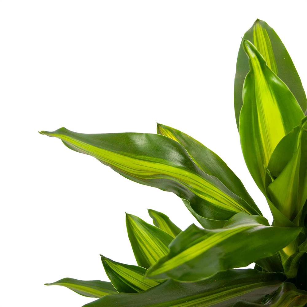 Dracaena Cintho - Vertakt - Drakenbloedboom - P21 H70 - Kamerplant 4 Dracaena Cintho - Vertakt - Drakenbloedboom - P21 H70 - Kamerplant - Afbeelding 2