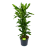 Dracaena Cintho - Vertakt - Drakenbloedboom - P27 H120 - Kamerplant -FloraHome Verkoopwinkel dracaena cintho vertakt drakenbloedboom p27 h120 1 3