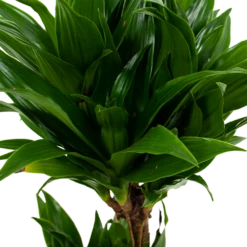 Dracaena Compacta - Op Stam - Drakenbloedboom - P17 H55 - Kamerplant -FloraHome Verkoopwinkel dracaena compacta drakenbloedboom p17 h55 5