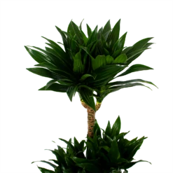 Dracaena Compacta - Op Stam - Drakenbloedboom - P21 H100 - Kamerplant -FloraHome Verkoopwinkel dracaena compacta op stam drakenbloedboom p21 h100 5