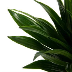 Dracaena Compacta - Op Stam - Drakenbloedboom - P21 H100 - Kamerplant -FloraHome Verkoopwinkel dracaena compacta op stam drakenbloedboom p21 h100 6
