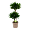 Dracaena Compacta - Op Stam - Drakenbloedboom - P21 H80 - Kamerplant -FloraHome Verkoopwinkel dracaena compacta op stam drakenbloedboom p21 h80 1 2