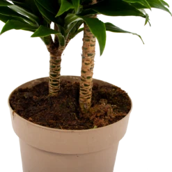 Dracaena Compacta - Op Stam - Drakenbloedboom - P21 H80 - Kamerplant -FloraHome Verkoopwinkel dracaena compacta op stam drakenbloedboom p21 h80 6 2