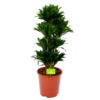 Dracaena Compacta - Vertakt - Drakenbloedboom - P27 H100 - Kamerplant 1 Dracaena Compacta - Vertakt - Drakenbloedboom - P27 H100 - Kamerplant -FloraHome Verkoopwinkel dracaena compacta vertakt drakenbloedboom p27 h100 1 1
