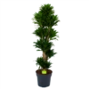 Dracaena Compacta - Vertakt - Drakenbloedboom - P34 H170 - Kamerplant -FloraHome Verkoopwinkel dracaena compacta vertakt drakenbloedboom p34 h170 1 1