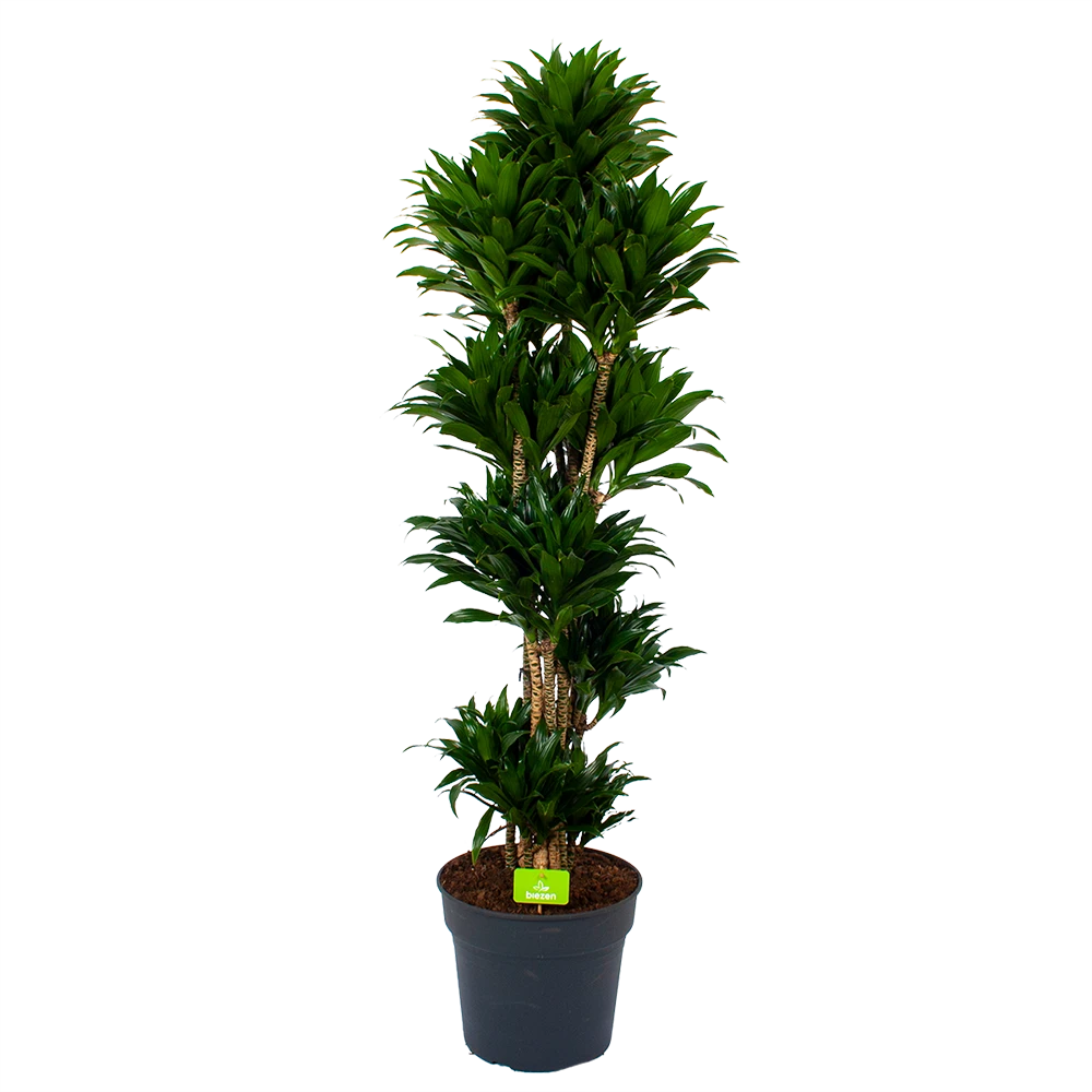 Dracaena Compacta - Vertakt - Drakenbloedboom - P34 H170 - Kamerplant 3 Dracaena Compacta - Vertakt - Drakenbloedboom - P34 H170 - Kamerplant