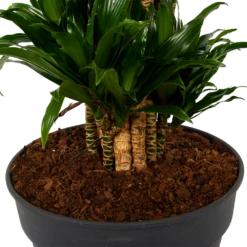 Dracaena Compacta - Vertakt - Drakenbloedboom - P34 H170 - Kamerplant 8 Dracaena Compacta - Vertakt - Drakenbloedboom - P34 H170 - Kamerplant -FloraHome Verkoopwinkel dracaena compacta vertakt drakenbloedboom p34 h170 6 1