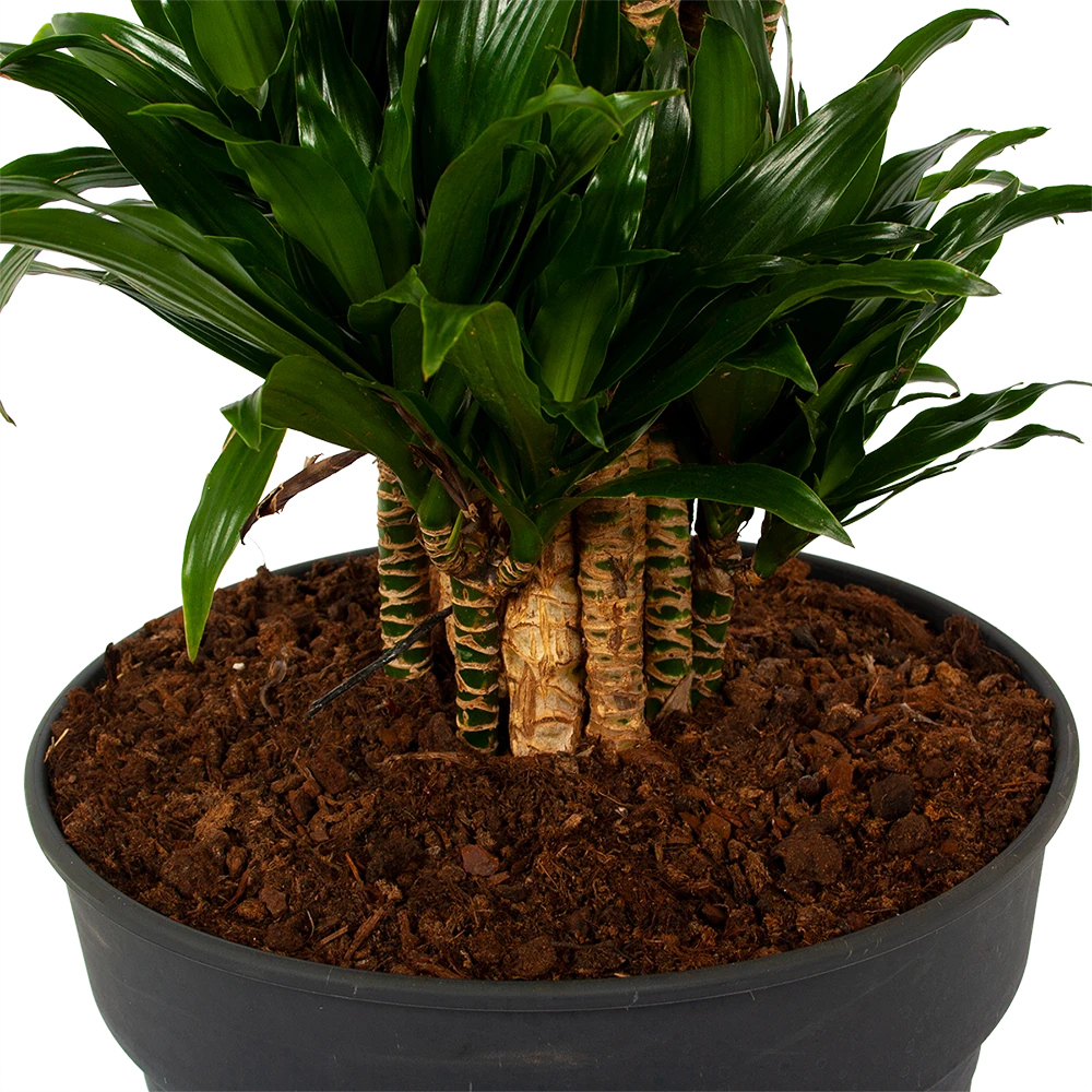 Dracaena Compacta - Vertakt - Drakenbloedboom - P34 H170 - Kamerplant 5 Dracaena Compacta - Vertakt - Drakenbloedboom - P34 H170 - Kamerplant - Afbeelding 3