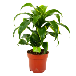Dracaena Dorado - Drakenbloedboom - P17 H55 - Kamerplant