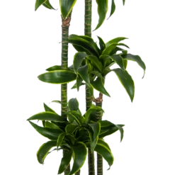 Dracaena Dorado - Op Stam - Drakenbloedboom - P27 H180 - Kamerplant -FloraHome Verkoopwinkel dracaena dorado op stam drakenbloedboom p27 h180 kamerplant 2