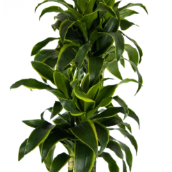 Dracaena Dorado - Op Stam - Drakenbloedboom - P27 H180 - Kamerplant -FloraHome Verkoopwinkel dracaena dorado op stam drakenbloedboom p27 h180 kamerplant 3