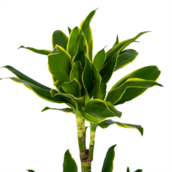 Dracaena Golden Coast - Op Stam - Drakenbloedboom - P19 H90 - Kamerplant -FloraHome Verkoopwinkel dracaena golden coast op stam drakenbloedboom p19 h90 kamerplant 4