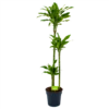 Dracaena Golden Coast - Op Stam - Drakenbloedboom - P24 H150 - Kamerplant 2 Dracaena Golden Coast - Op Stam - Drakenbloedboom - P24 H150 - Kamerplant -FloraHome Verkoopwinkel dracaena golden coast op stam drakenbloedboom p24 h150 1 1