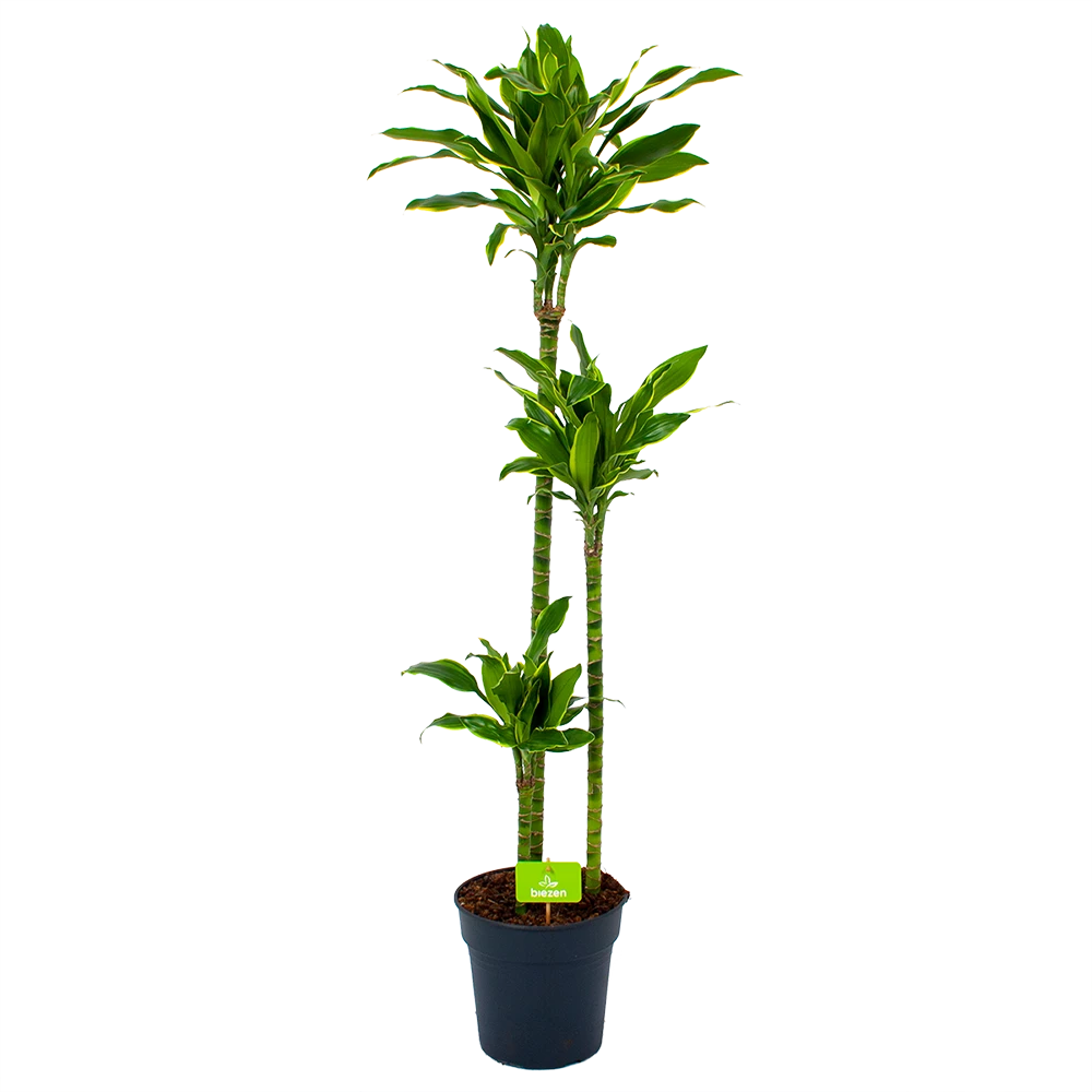 Dracaena Golden Coast - Op Stam - Drakenbloedboom - P24 H150 - Kamerplant 3 Dracaena Golden Coast - Op Stam - Drakenbloedboom - P24 H150 - Kamerplant