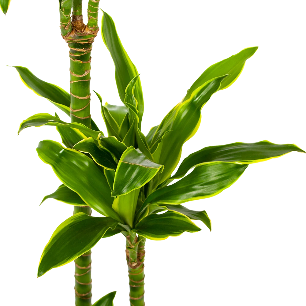 Dracaena Golden Coast - Op Stam - Drakenbloedboom - P24 H150 - Kamerplant 4 Dracaena Golden Coast - Op Stam - Drakenbloedboom - P24 H150 - Kamerplant - Afbeelding 2