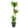 Dracaena Golden Coast - Op Stam - Drakenbloedboom - P27 H150 - Kamerplant -FloraHome Verkoopwinkel dracaena golden coast op stam drakenbloedboom p27 h150 1