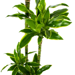 Dracaena Golden Coast - Op Stam - Drakenbloedboom - P27 H150 - Kamerplant -FloraHome Verkoopwinkel dracaena golden coast op stam drakenbloedboom p27 h150 5