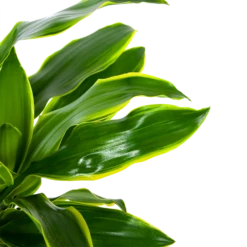 Dracaena Golden Coast - Op Stam - Drakenbloedboom - P27 H150 - Kamerplant -FloraHome Verkoopwinkel dracaena golden coast op stam drakenbloedboom p27 h150 6