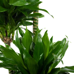 Dracaena Green Jewel - Op Stam - Drakenbloedboom - P28 H140 - Kamerplant -FloraHome Verkoopwinkel dracaena green jewel op stam drakenbloedboom p28 h140 6