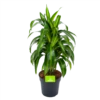 Dracaena Hawaiiana - Vertrakt - Drakenbloedboom - P21 H80 - Kamerplant -FloraHome Verkoopwinkel dracaena hawaiiana vertrakt drakenbloedboom p21 h80 1 3