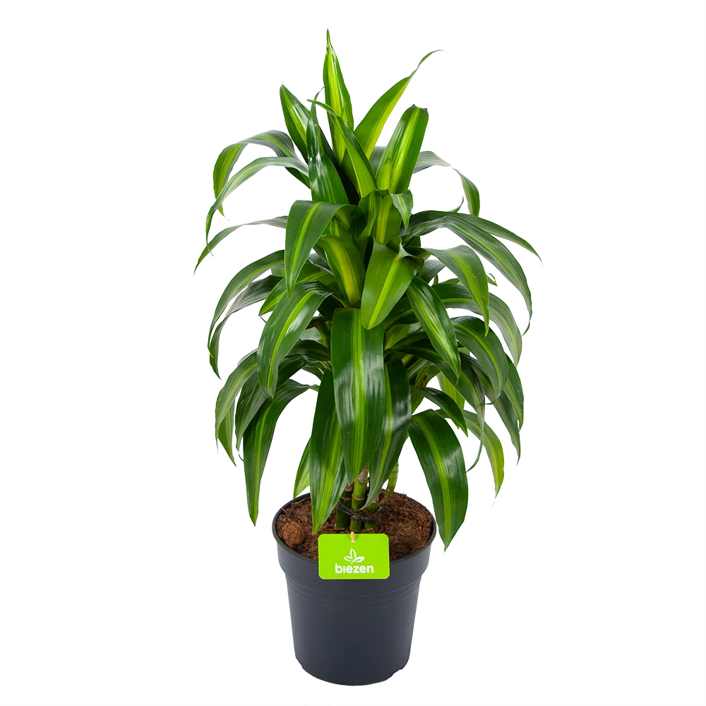 Dracaena Hawaiiana - Vertrakt - Drakenbloedboom - P21 H80 - Kamerplant 3 Dracaena Hawaiiana - Vertrakt - Drakenbloedboom - P21 H80 - Kamerplant