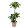 Dracaena Jade Jewel - Op Stam - Drakenbloedboom - P24 H100 - Kamerplant -FloraHome Verkoopwinkel dracaena jade jewel op stam drakenbloedboom p24 h100 1