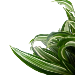 Dracaena Jade Jewel - Op Stam - Drakenbloedboom - P24 H100 - Kamerplant -FloraHome Verkoopwinkel dracaena jade jewel op stam drakenbloedboom p24 h100 5