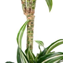 Dracaena Jade Jewel - Op Stam - Drakenbloedboom - P24 H100 - Kamerplant -FloraHome Verkoopwinkel dracaena jade jewel op stam drakenbloedboom p24 h100 6