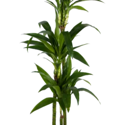 Dracaena Janet Craig - Op Stam - Drakenbloedboom - P24 H140 - Kamerplant -FloraHome Verkoopwinkel dracaena janet craig op stam drakenbloedboom p24 h140 kamerplant 2