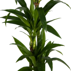 Dracaena Janet Craig - Op Stam - Drakenbloedboom - P24 H140 - Kamerplant -FloraHome Verkoopwinkel dracaena janet craig op stam drakenbloedboom p24 h140 kamerplant 3
