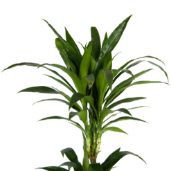 Dracaena Janet Craig - Op Stam - Drakenbloedboom - P24 H140 - Kamerplant -FloraHome Verkoopwinkel dracaena janet craig op stam drakenbloedboom p24 h140 kamerplant 4