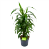 Dracaena Janet Craig - Vertrakt - Drakenbloedboom - P21 H80 - Kamerplant -FloraHome Verkoopwinkel dracaena janet craig vertrakt drakenbloedboom p21 h80 1 3